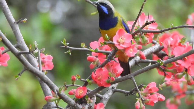 Vibrant colorful songbird feeding on beautiful blooming pink flowers on a thorny branch in springtime against a soft green bokeh background.
