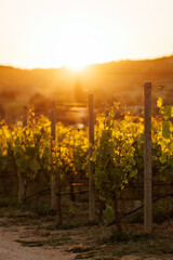 Obraz premium Vineyard rows at sunset with golden light and hills