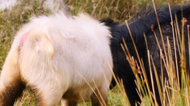 Domestic goats competing and butting heads on mountain pasture, horned animals clashing in natural dominance behavior, rural livestock interaction in highland environment
