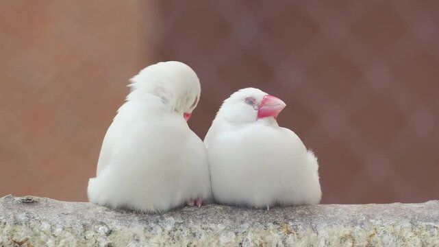 White java sparrows preening wings on stone ledge