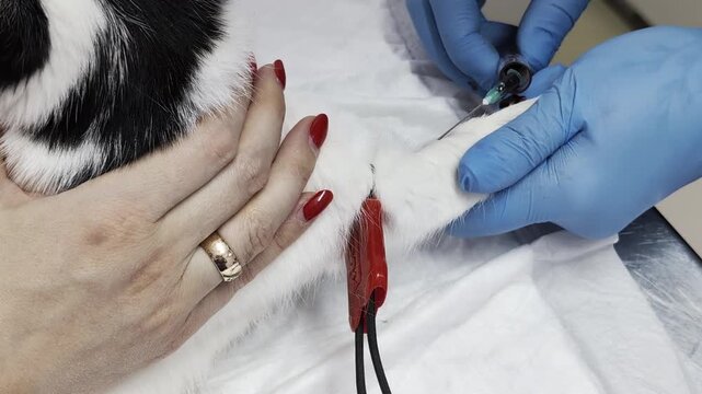 Veterinary clinic procedure. Blood collection from cat leg. Veterinarian hand, blue glove, inserts syringe. Owner hand, red nails, supports paw. Medical device secures leg. Pet health diagnostic.