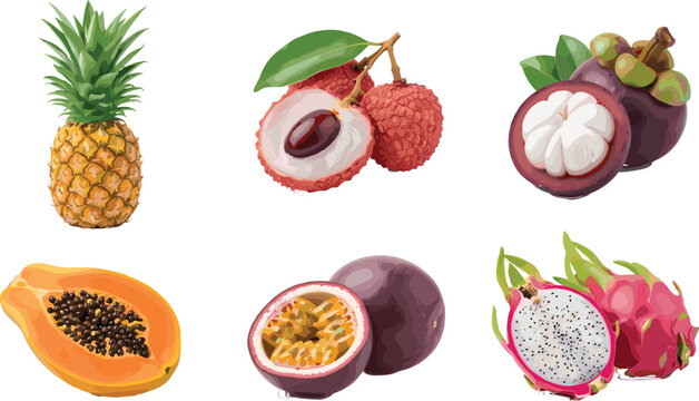 Vector collection of fresh tropical fruits including pineapple lychee mangosteen papaya passion fruit and dragon fruit isolated on white background for healthy food design.