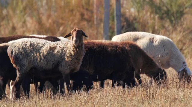 Sheep and rams herd standing and grazing in dry grass field, livestock group in rural countryside, farm animals in natural environment, traditional agriculture and pastoral farming scene