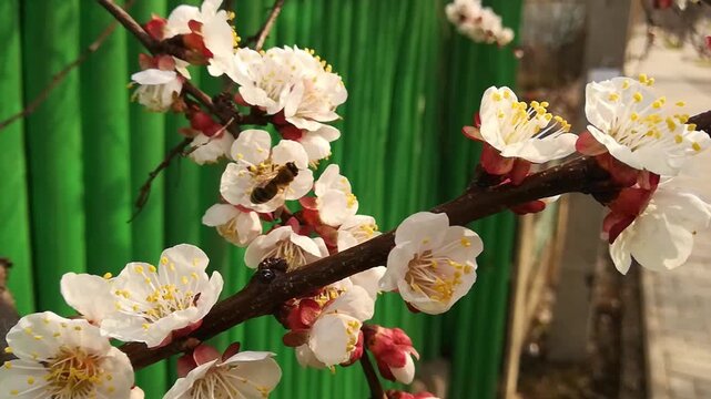 Detailed view shows bee gathering pollen and nectar from white fruit tree flowers. Delicate petals and yellow stamens visible as bee moves between blossoms, crucial process of pollination in warm spri