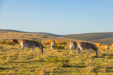Naklejka premium Zebra in Addo Elephant Safari Park