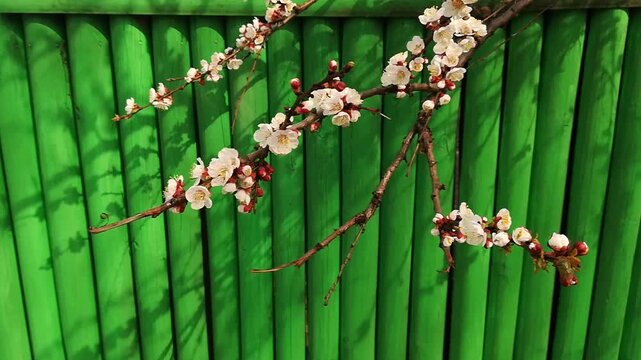 Detailed static shot showcasing small white and pink blossoms with emerging buds on tree branch. Green wooden fence provides contrasting background. Warm sunlight illuminates flowers, highlighting sof