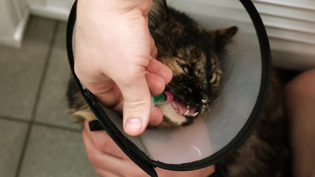 Close-up cat while owner gives a pink drug by insert syringe into back corner of mouth and slowly dispense the medication. Pet in Elizabethan collar on neck. Animal treatment. High quality 4k footage.