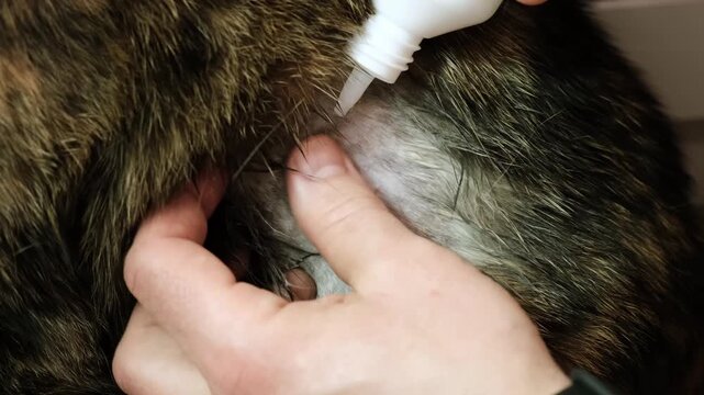 A man washes and disinfects a wound with disinfectant on a cat. A bite laceration on animal's skin after fight. The injured area of body. Pet's owner takes care of his health. High quality 4K footage.
