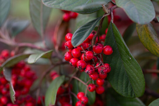 Bright red cotoneaster berries, Cotoneaster glaucophyllus, against the background of green leaves in a garden on a branch.