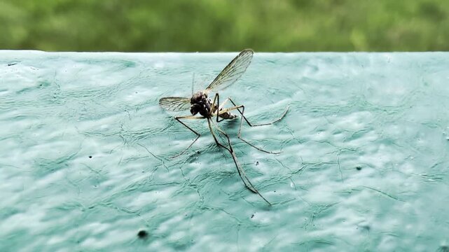 Extreme close up of slender insect, likely mosquito or gnat, perched on rough cracked aqua-colored surface. Insect body, segmented legs, and transparent wings prominently displayed. Blurred green back