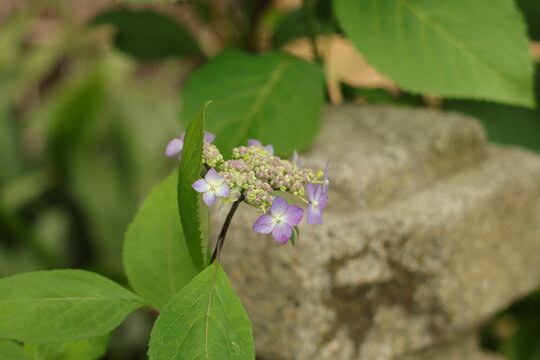 石祠と紫陽花