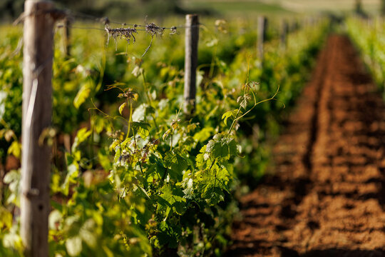 Close up of green grapevine leaves on wire trellis in vineyard