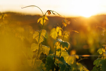 Obraz premium Close up of delicate grapevine tendril against a sunset sky