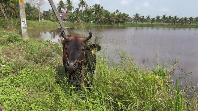 Cow grazing on green grass in the serene backwater landscape of Kerala, reflecting rural life, tropical nature, and peaceful countryside scenery in Kerala, India