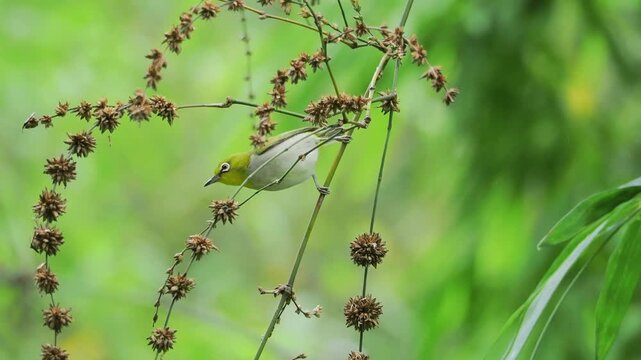Warbling white eye eating insect then flying away from branch