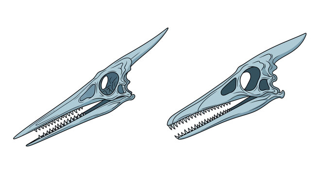 Pterodactyl Skulls: Two Views of Prehistoric Reptile Fossilized Remains