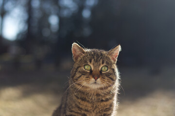 Obraz premium Centered portrait of a striped tabby cat with glowing green eyes sitting outdoors in warm sunlight and soft forest bokeh.