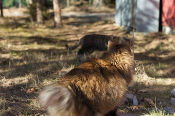Fototapeta premium Longhaired tabby cat sitting outdoors in warm sunlight while observing another striped cat in a blurred woodland background.