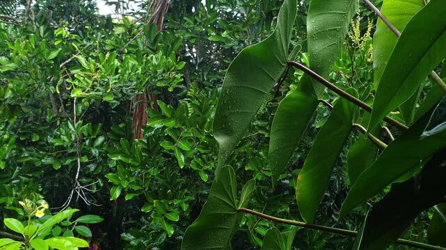 Lush green tropical leaves sway gently as rain drops fall and collect on their wet surfaces, highlighting the vibrant nature in a peaceful garden setting.