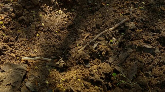 Close-up of earthworm movement in ground, demonstrating biodiversity and soil regeneration in sustainable farming practices