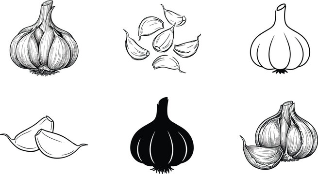 Variety of garlic illustrations including whole bulbs, cloves, silhouettes, and peeled designs, perfect food artwork for culinary and botanical themes