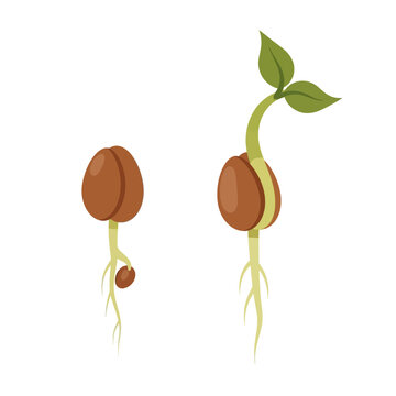 Seed Germination: From Seed to Sprout with Roots and Leaves Growing