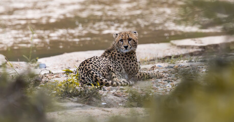 a young cheetah resting next to a flowing river © Jurgens