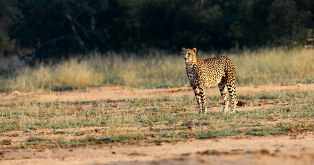 a big cheetah standing in golden light © Jurgens