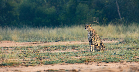 a big cheetah waiting patiently  © Jurgens
