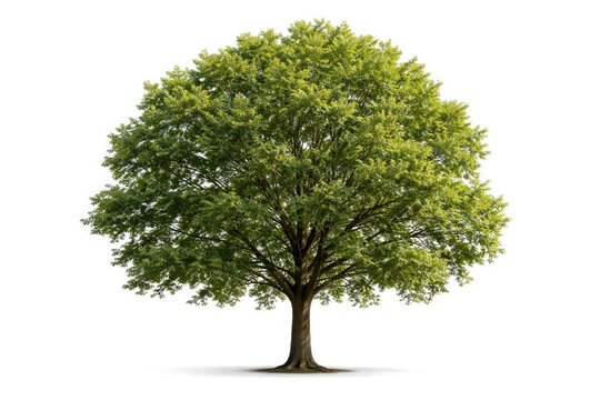 Standalone tree with clipping path and white isolated background