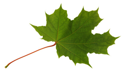 Fototapeta premium Single green maple leaf with red stem, isolated on transparent background