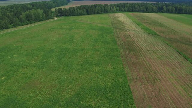Drone view over green farmland with mowed strips and dirt tracks along a dense forest edge in the Ural Mountains, Russia, showing rural landscape and agriculture