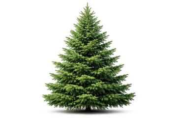 Fototapeta premium Isolated green pine Christmas tree captured in close-up with white backdrop