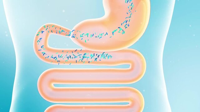 Intestinal probiotics promote digestion, relieve bloating, aid weight loss, and slim down. Gastrointestinal health concept in 3D animation.