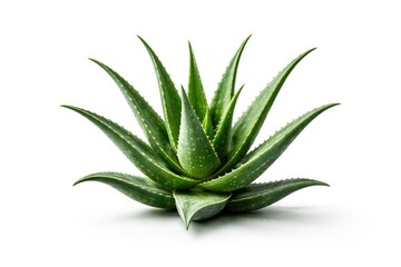 Fototapeta premium single aloe vera plant centered on a bright white background