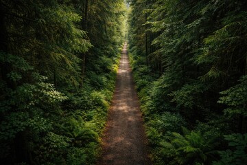 Fototapeta premium Top view of a narrow forest lane bordered by abundant trees and foliage