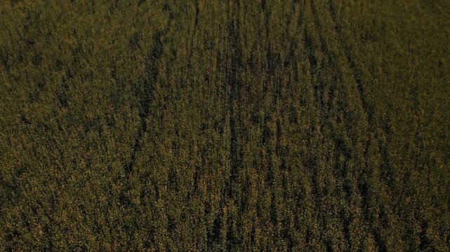 Drone footage of a vast yellow flowering crop field stretching to the horizon, with distant tree lines and rural farmland scenery in the Ural region, Russia