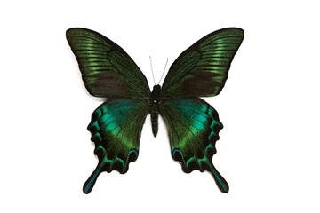 Green iridescent papilio bianor swallowtail butterfly on white background © zhikun sun