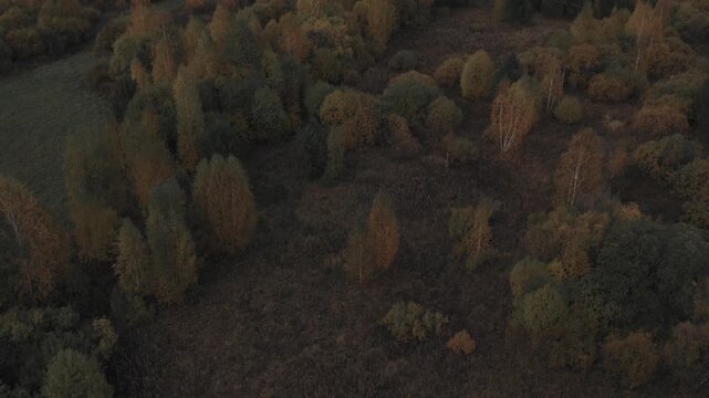 Drone footage of mixed forest and open meadow in autumn colors, seen from above at golden hour, showing natural texture and calm wilderness in the Ural Mountains, Russia