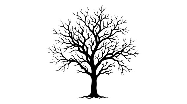 Silhouette of a bare leafless deciduous tree isolated on white.