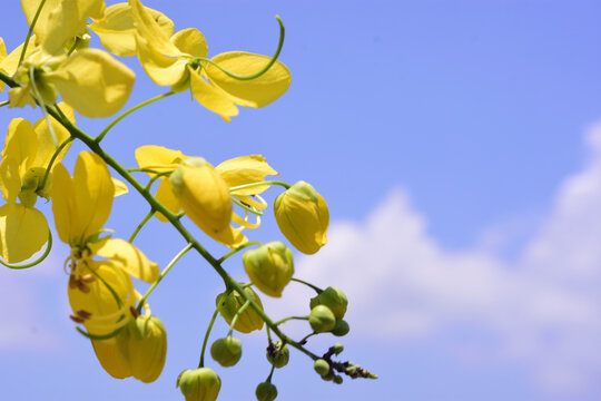 Yellow Golden Shower Tree Blossoms with Ample Copy Space on Blue Sky
