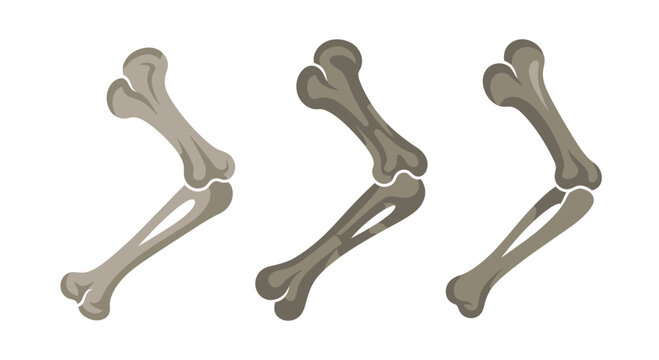 Three Stages of Bone Fossilization: Fossil, Fossilization, Ancient Remains