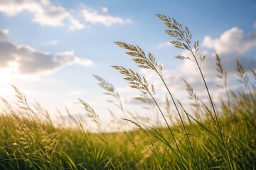 Obraz premium Grass stalks in foreground with peaceful natural sky background