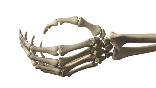 Human skeleton hand and forearm bones, isolated on transparent background