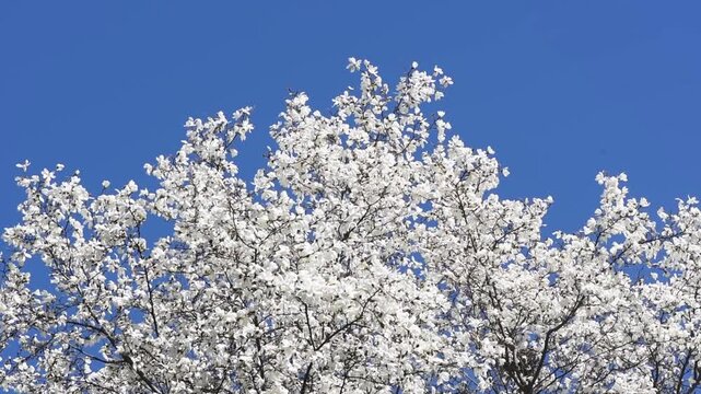 Magnolia tree with white flowers blooming in spring garden, the branches sways in the wind, springtime floral natural background with magnoliaceae bloom, beautiful botanical nature landscape.