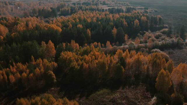 Drone footage of colorful autumn mixed forest with birch and pine trees at golden hour, rural countryside scenery in the Ural Mountains, Russia