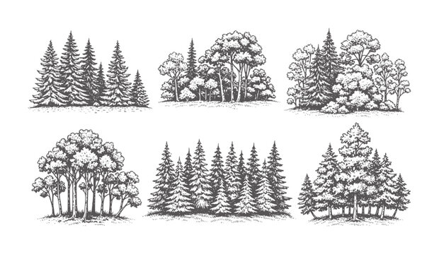 Six distinct forest scenes with varied tree types in a vintage style trees pine deciduous