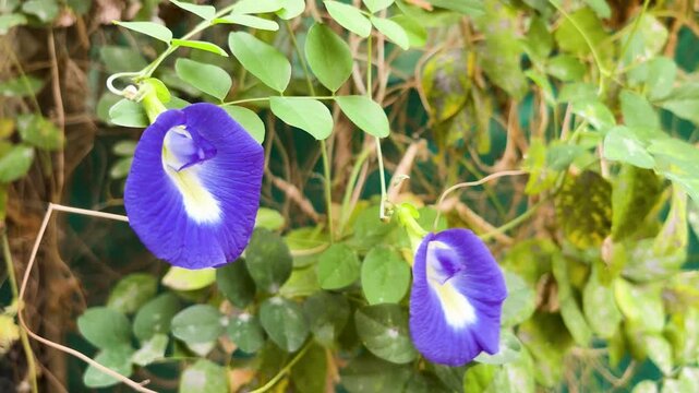 butterfly pea flower blue clitoria ternatea blooming on green vine plant