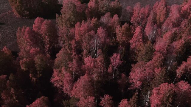 Drone view over red and gold autumn trees and open meadow with long shadows at sunset in the Ural Mountains, Russia, peaceful wilderness scenery