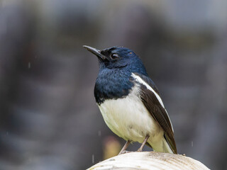 Fototapeta premium magpie robin standing in the rain